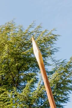 Sharp wooden spear tip pointed upwards against blue sky with evergreen tree.. Foto stock