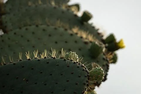 Sharp yellow spines on prickly pear cactus, Galapagos Islands. Low angle ma.. Stock Photos