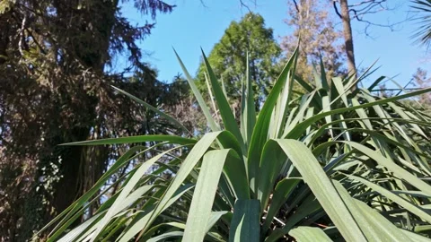 Sharp Yucca Leaves Against Blue Sky Vídeo Stock 344995505