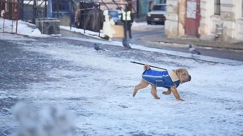 Sharpay dog running jacket in the snow Stock Footage