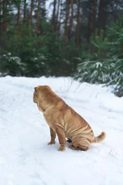 Sharpay sits in the winter in the coniferous forest. walk in the winter fir f Stock Photos