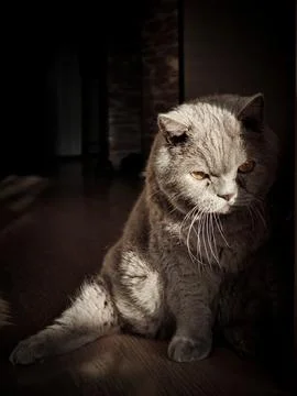 Sharped British gray cat in dramatic lighting Stock Photos