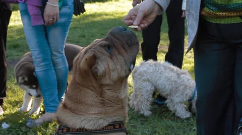 Sharpei dog Stock Footage 24275628