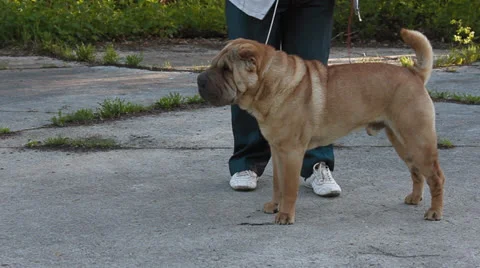 Sharpei dog Stock Footage 24275791
