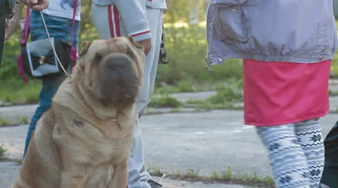 Sharpei dog Stock Footage 24275947