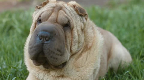 Sharpei dog Video stock 24587115