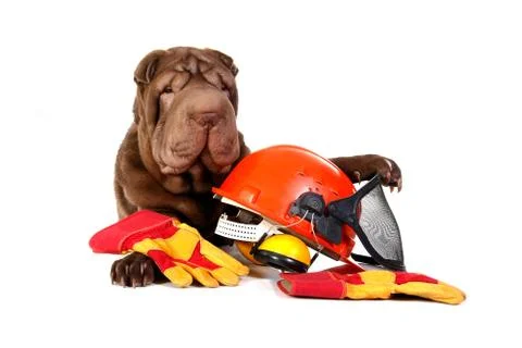 Sharpei dog with hard hat and gloves on white background Stock Photos