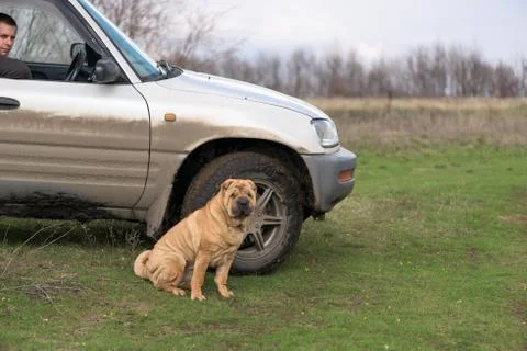 Sharpei in front of a river. Stock Photos
