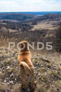 Sharpei in front of a river. Stock Photos