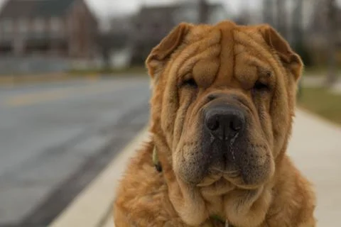 Sharpei Stock Photos