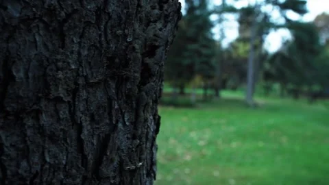 Sharpening from tree trunk to a park Stock Footage 166634784