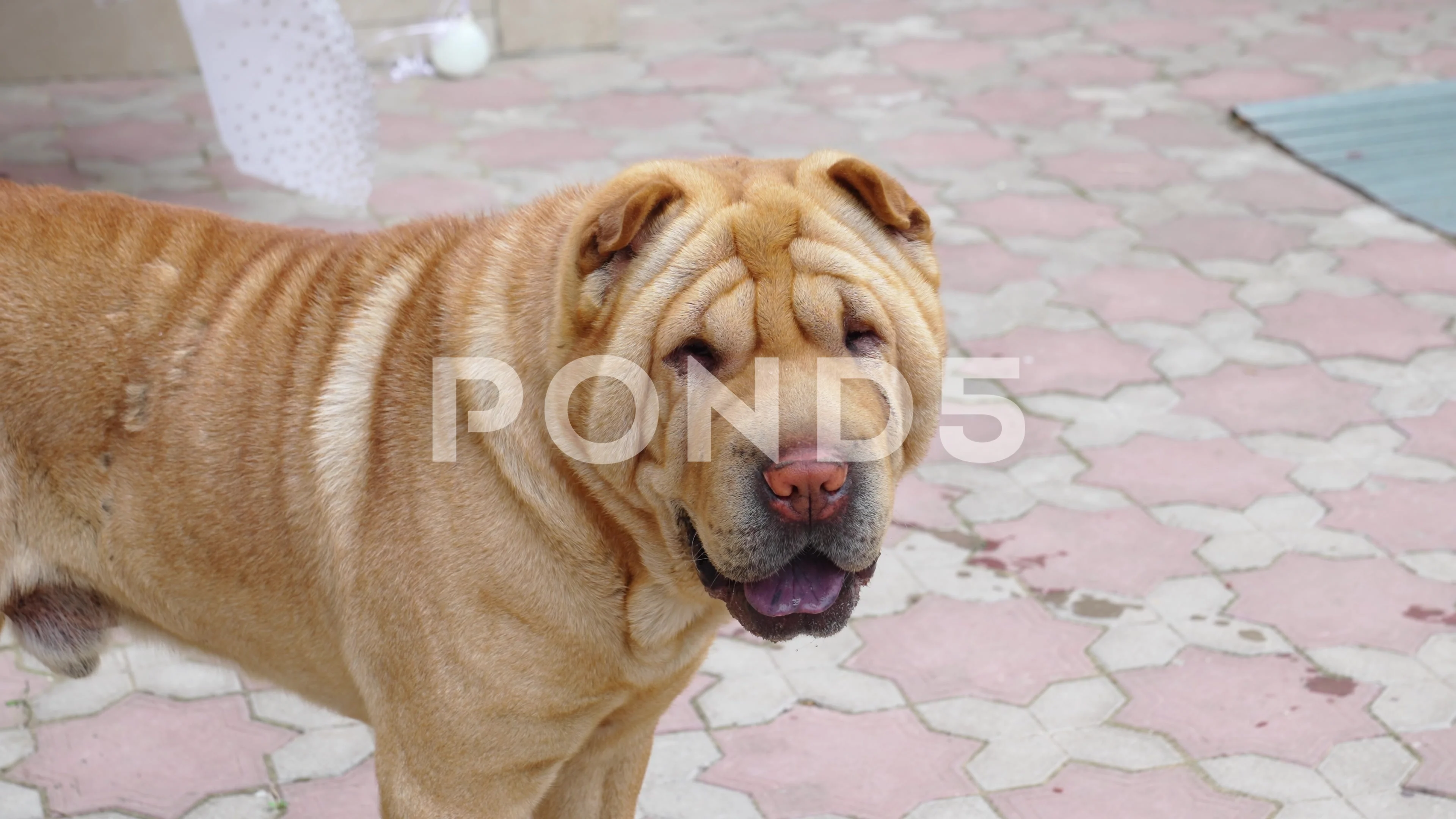 Shar sales pei hunting