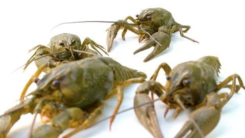 The sharpness of the camera from one crayfish to another crayfish Stock Footage 92262371