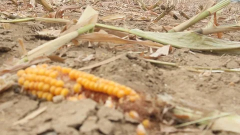 Sharpness relocation to a dead cob corn on a dry Cornfield Stock Footage 94407460
