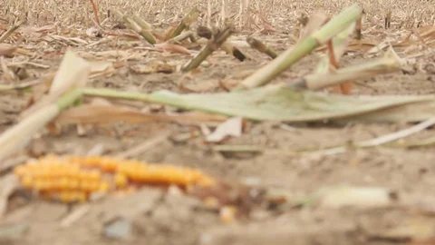 Sharpness relocation to a dry corncob on a dead Cornfiled Stock Footage 94407454