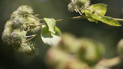 Sharpness relocation from one to another thistle Stock Footage 93929964