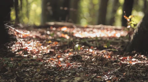 Sharpness Shift On Ground Of Forest Video stock 36628544