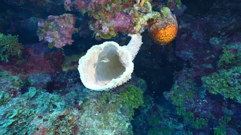 Sharpnose Puffer Fish inside tube of coral Stock-Footage 204041084