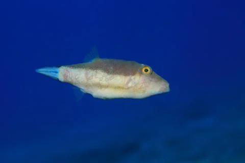 Sharpnose puffer fish Stock Photos