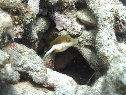Sharpnose pufferfish hovering, Canthigaster rostrata, UP2672 Stock-Footage 38406354