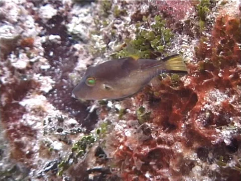 Sharpnose pufferfish swimming, Canthigaster rostrata, UP2670 Stock-Footage 38406323
