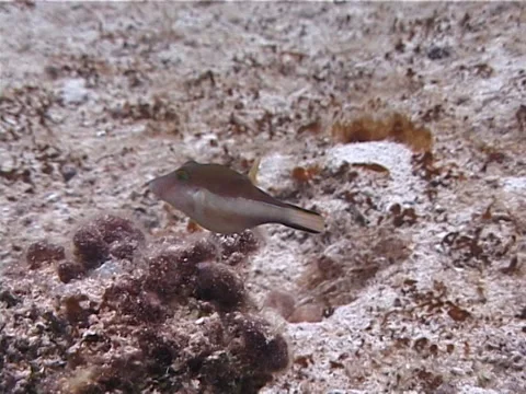 Sharpnose pufferfish swimming, Canthigaster rostrata, UP2671 Stock-Footage 38406341