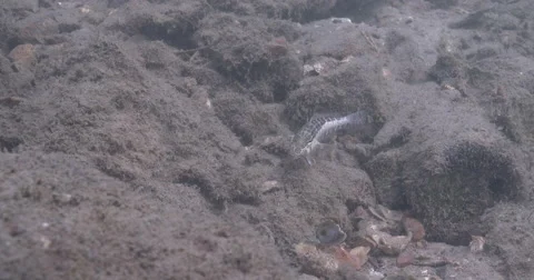 Sharpnose sandperch feeding on rock wall, Parapercis cylindrica, 4K UltraHD, Stock-Footage 62012876