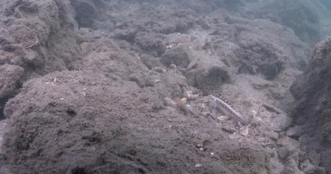 Sharpnose sandperch feeding on rock wall, Parapercis cylindrica, 4K UltraHD, Stock-Footage 62012977