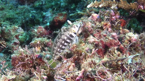 Sharpnose sandperch looking around on muck, Parapercis cylindrica, HD, UP30621 Stock-Footage 62244775