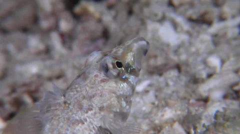 Sharpnose sandperch looking around, Parapercis cylindrica, HD, UP21885 Stock-Footage 38289076