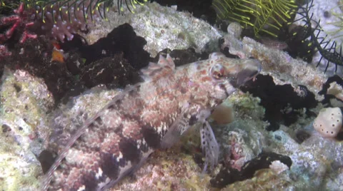 Sharpnose sandperch looking around, Parapercis cylindrica, HD, UP30450 Stock-Footage 38330709