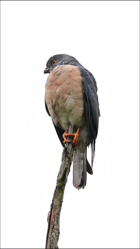 A sharpshinned hawk perched on a dead tree branch isolated on white background Vidéo 334635152