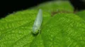 Sharpshooter (Pagaronia minor) Expels Water Droplets 1 HD Footage