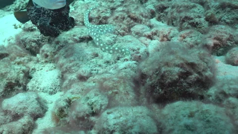 Sharptail eel on a sandy rocky bottom 스톡 동영상 331230496