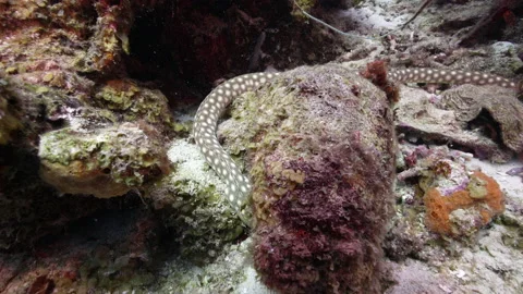 Sharptail Eel searches for food while moving down the reef Vídeos de archivo 223186946
