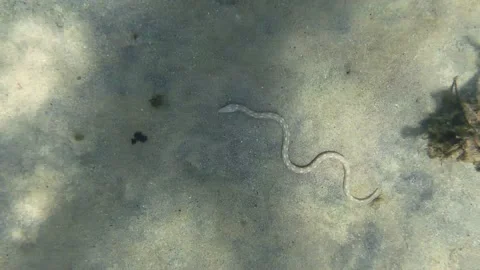 Sharptail Snake eel burrows in the sand with it's tail Video stock 138826606