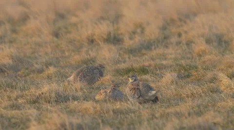 Sharptails casually facing off on Lek Video stock 49772296