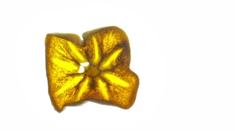 Sharron 2 time lapse a slice of fruit drying over a number of days Stock Footage 65011386