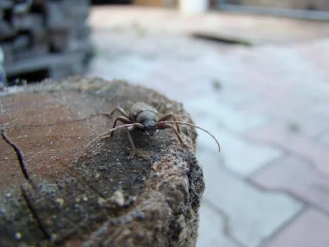 Shashel 스톡 사진