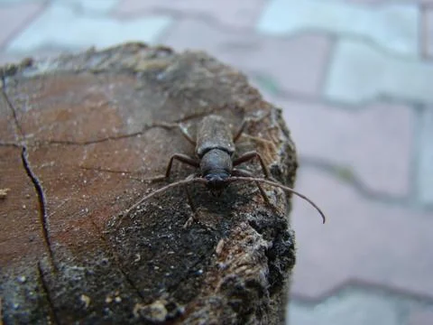 Shashel 스톡 사진