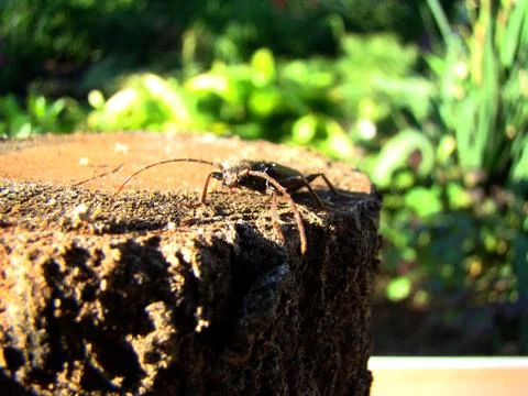 Shashel Stock Photos