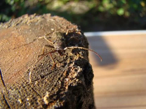 Shashel Stock Photos