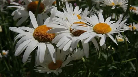 Shasta Daisies Stock Footage 11022442
