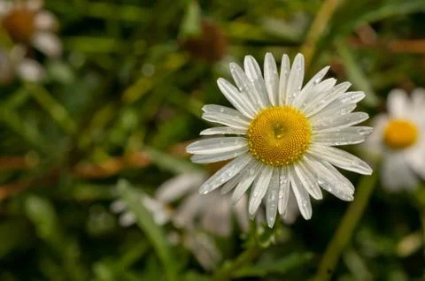 Shasta Daisies Stock Photos