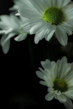 Shasta Daisies Foto stock