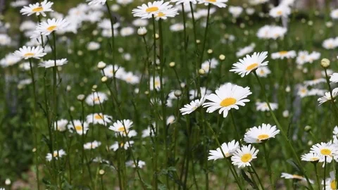 Shasta daisy flowers Video stock 82370671