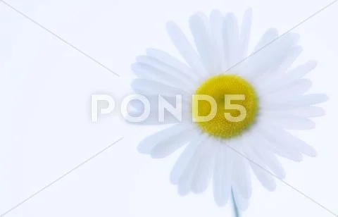 Shasta daisy (leucanthemum x superbum) Stock Photos