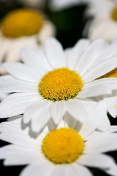 Shasta Daisy Macro Stock-Fotos