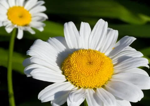 Shasta Daisy 写真素材