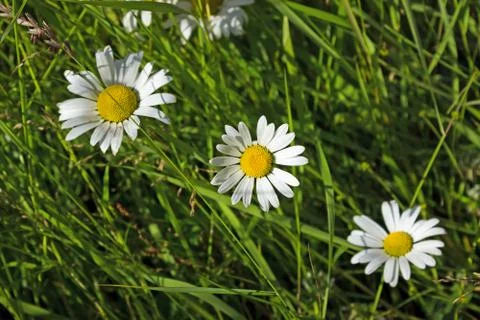 Shasta daisy Stock Photos